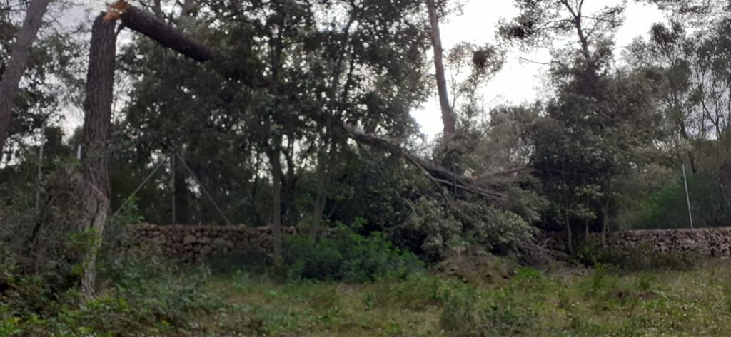Temporal