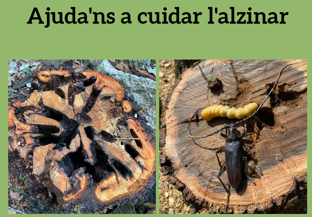 Ajuda'ns a cuidar l'alzinar