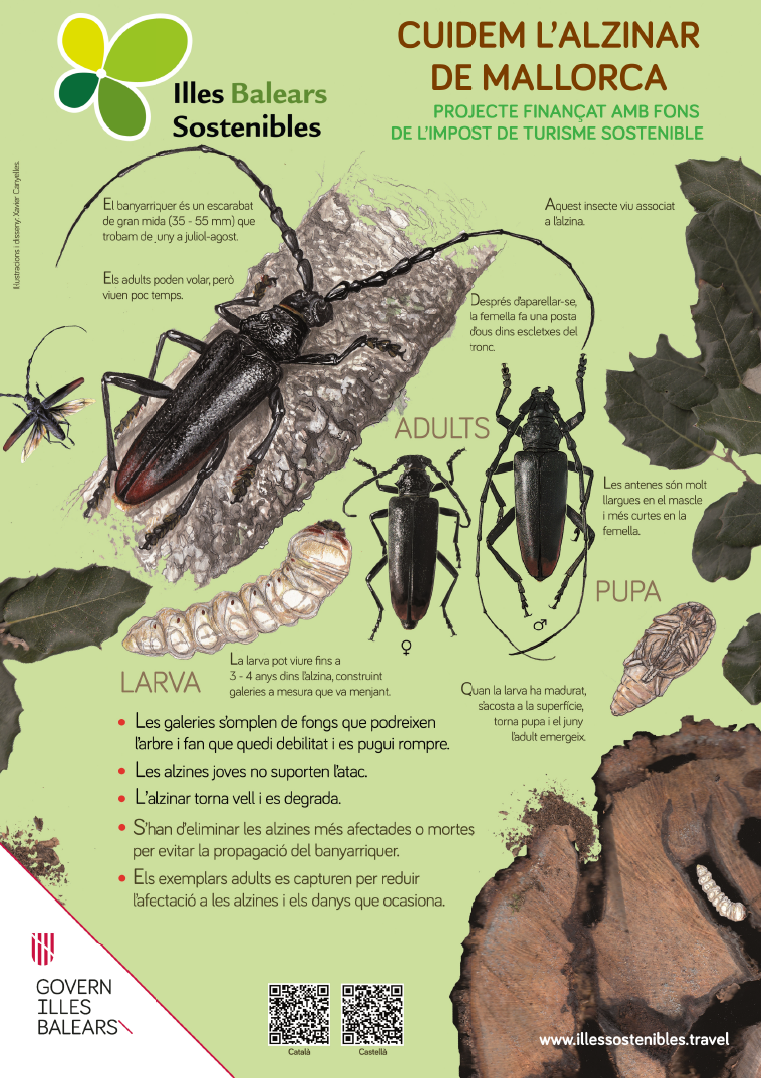 Poster cicle Banyarriquer